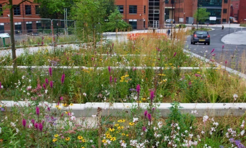 Biodiversity Net Gain Meets SuDS: Maximising Environmental Benefits